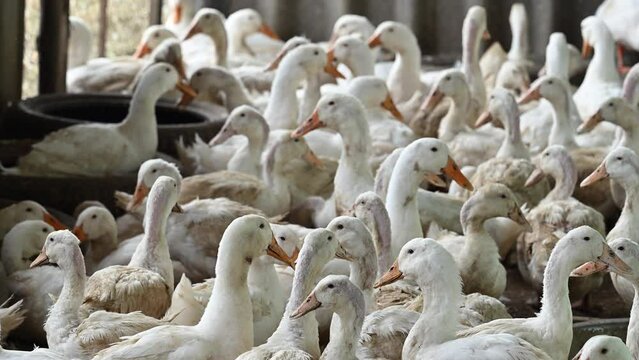 Flock of ducks on the rural farm. Poultry and subsistence farming concept