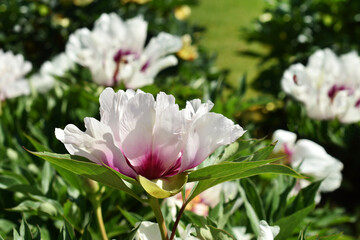 Obraz premium Beautiful white and burgundy color peonies in the garden