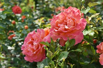 Beautiful coral color roses in the garden