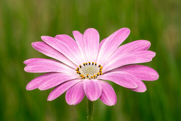 Fototapeta premium Pink africain daisy on a green blurred background