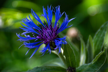 blue flower in the garden