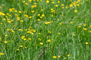 field of yellow wild flowers