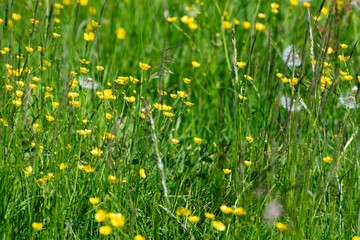 meadow with yellow flowers 