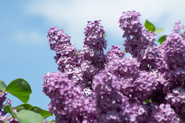 lilac flowers on a tree