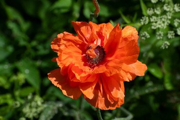 red poppy flower