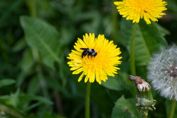 bie on dandelion in the grass