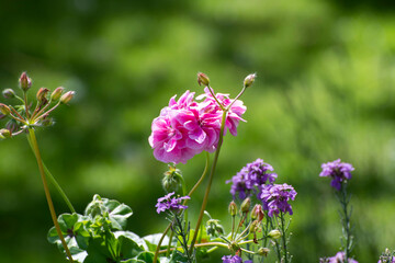 flowers in the garden