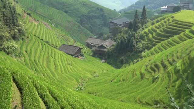Aerial zoom view of Chinese paddy field in Ping An is flooded location of arable land used for rice it originates from Neolithic rice-farming cultures of Yangtze River basin in southern China 4k