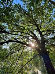 trees in the forest, tree in the woods
