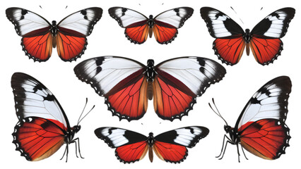 Polish Butterflies in Various Shots and Views - Isolated on Transparent Background - Butterfly Illustrations - Vector Art