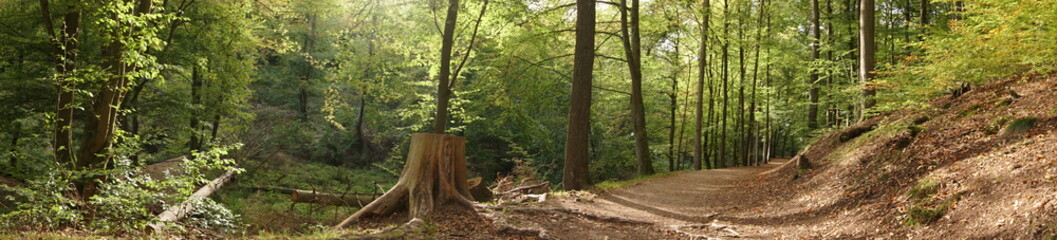 Fototapeta premium Drachenschlucht im thüringer Wald - Wanderweg im Sommer bei Eisenach
