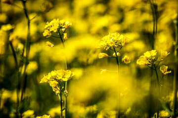 Obraz premium Yellow rapeseed field. Rapeseed flowering.