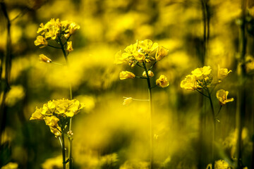 Obraz premium Yellow rapeseed field. Rapeseed flowering.
