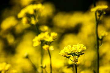 Yellow rapeseed field. Rapeseed flowering.