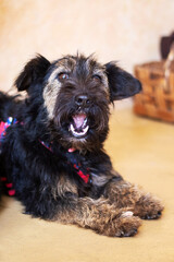 A small black dog is lying on the floor with its mouth wide open