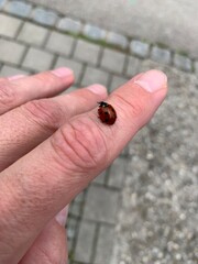ladybird on a hand