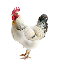 rooster isolated on white
