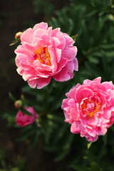 Pink peony flowers in the garden close up
