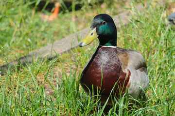 Wild city duck in the grass.