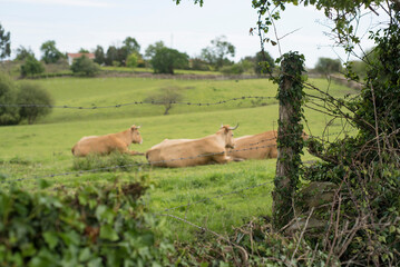 Vacas tumbadas en pradera verde