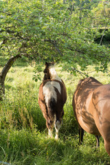 Potro y caballo marrón bajo un árbol