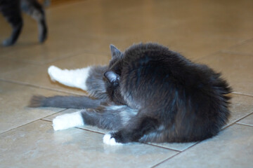 A black and white cat peacefully rests on the checkered floor