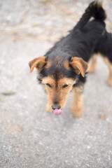 Pequeño perro de granja