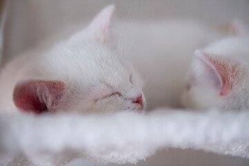 Schlafendes Britisch Kurzhaar Colorpoint Kätzchen