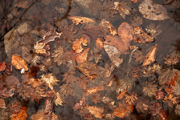 Leafs in puddle Seoul South Korea March 15 2023 