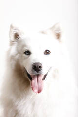 white dog portrait