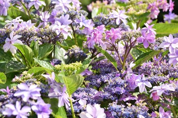 紫陽花