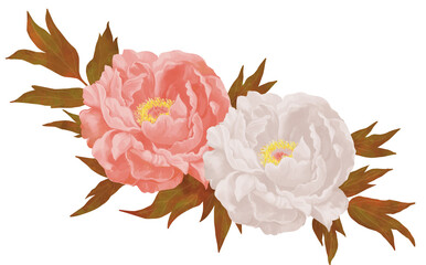 ピンクと白の牡丹