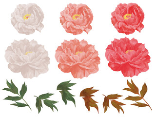 手描きの牡丹の花のセット © 8kaku
