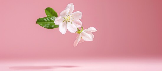 Beautiful Jasmine Flower Floating in the Air on Pink Background - Levitation and Zero Gravity Concept - High Quality Image