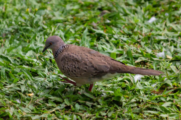 View of Spotted Dove or called Spilopelia Chinensis in latin name, on the grass