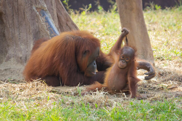 A female orang-utan or called pongo pygmaeus playing with her baby at the zoo