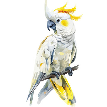 recommend clip art: Watercolor Illustration painting of a crested cockatoo, isolated on a white background, crested cockatoo clipart, crested cockatoo vector, crested cockatoo painting, crested cockatoo art, drawing clip