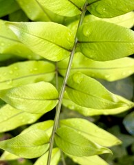 green leaf background