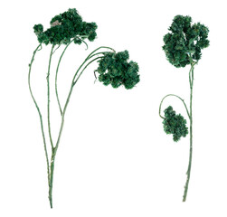 Obraz premium Beautiful green dried flowers