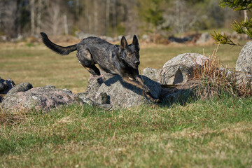 Beautiful German Shepherd she-dog on a meadow jumping over a natural stone wall on a sunny spring day in Skaraborg Sweden