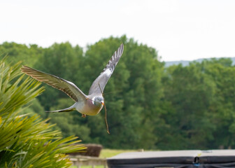 A wood pigeon in flight with a twig in its beak as it starts to build a nest. 