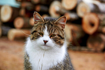 Cute tabby cat sitting in farm on wood log. Portrait tabby gray cat white chest looking & sitting near wood barn shed. Tabby funny grey farm cat in rustic garden. Kitten on animal farm ranch closeup