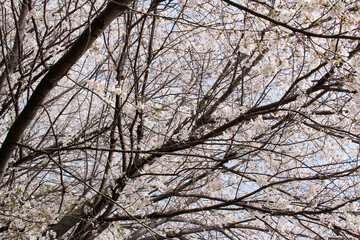 Multiple branches of cherry trees with blossoms in full bloom background