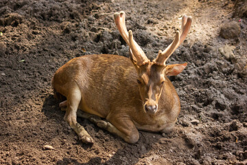 View Rusa timorensis (Javan rusa) Cervidae is a deer species that is endemic to the islands of Java, Bali and Timor sitting on the ground