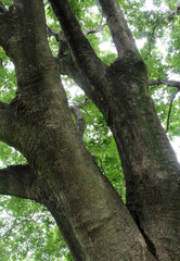 Fototapeta premium Look up at an old tree with fresh green leaves in early summer. Big tree with fresh foliage background.
