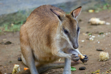 Close up of Kangaroo at the zoo