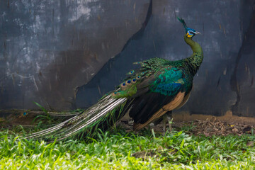 Close up of Green Peafowl or called Merak hijau on the grass