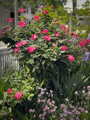 Bright red flowers in bloom