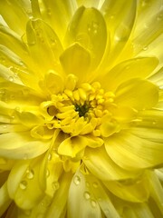 Close up yellow chrysanthemum water drops shadow