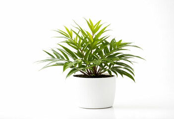 Fototapeta premium Planta de Interior con Hojas Verdes en Maceta Blanca sobre Fondo Blanco